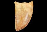 Serrated, Juvenile Carcharodontosaurus Tooth #77071-1